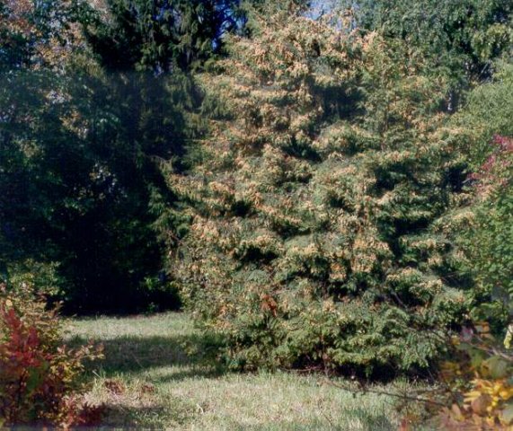 Thuja occidentalis